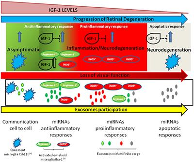 IGF-1, Inflammation and Retinal Degeneration: A Close Network